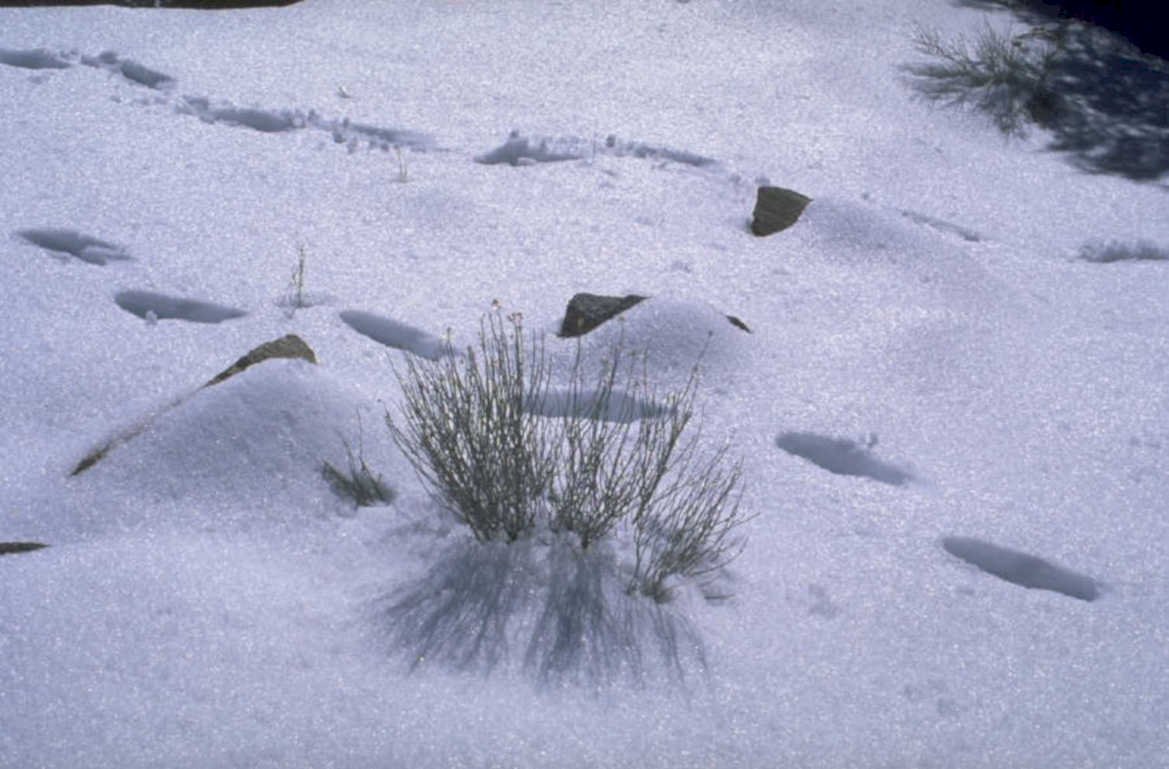snowy landscape vegetation 1980s 1990s A4 Photo Print
