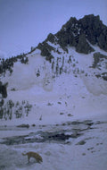 snowy mountain dog 1980s 1990s A4 Photo Print