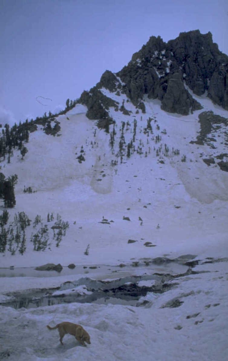 snowy mountain dog 1980s 1990s A4 Photo Print