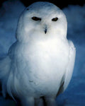 snowy owl portrait1980s 1990s A4 Photo Print