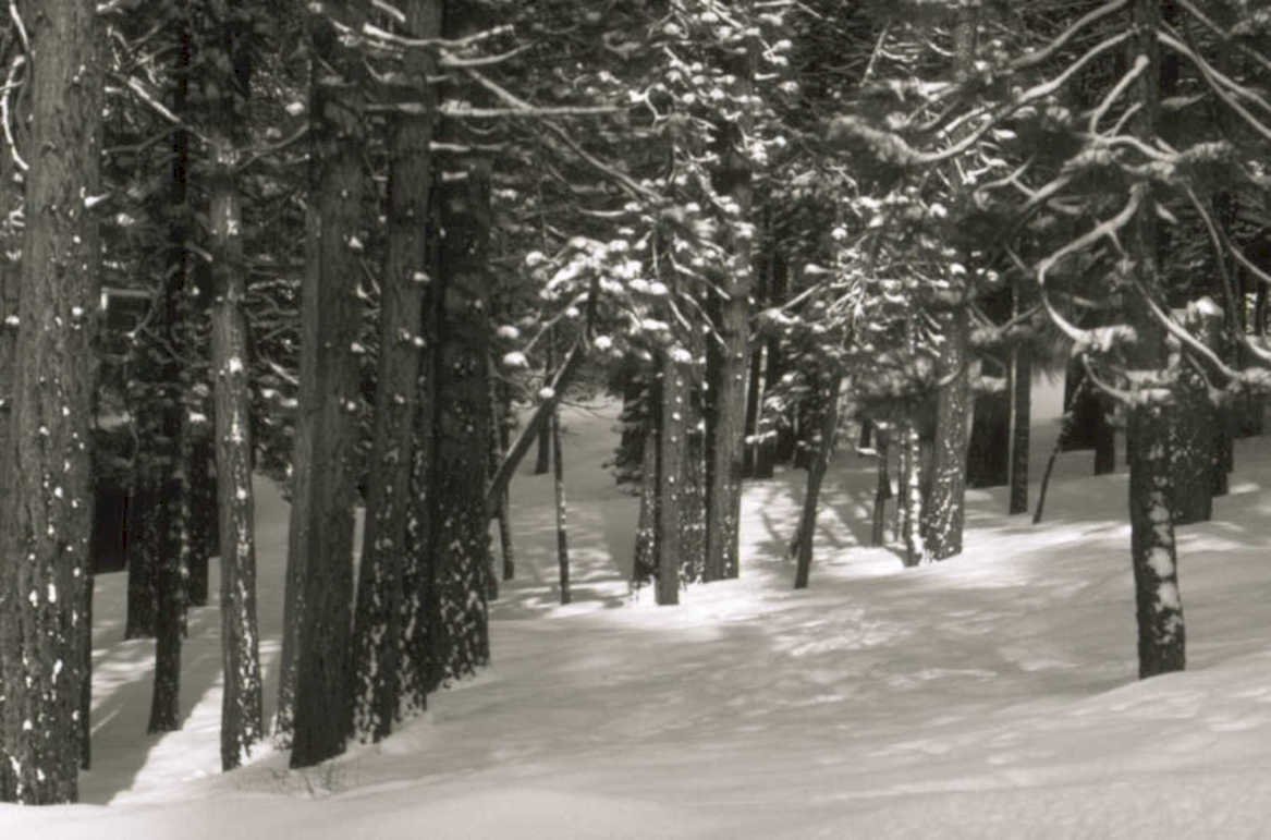 snowy pine forest 1980s 1990s A4 Photo Print