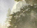 snowy pine tree1980s 1990s A4 Photo Print