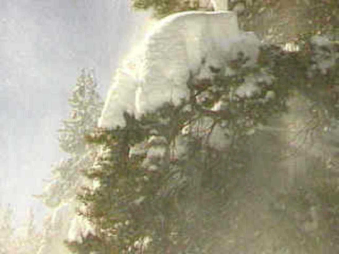 snowy pine tree1980s 1990s A4 Photo Print