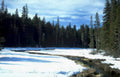 snowy river trees Vintage A4 Photo Print