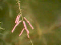 soft rush flowers1980s 1990s A4 Photo Print