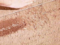 soil finger wire1980s 1990s A4 Photo Print