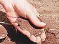 soil sample garden1980s 1990s A4 Photo Print