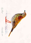 song thrush A4 Photo Print