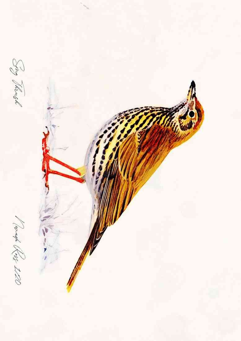 song thrush A4 Photo Print