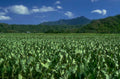 soybean hawaii oahu 1980s 1990s A4 Photo Print