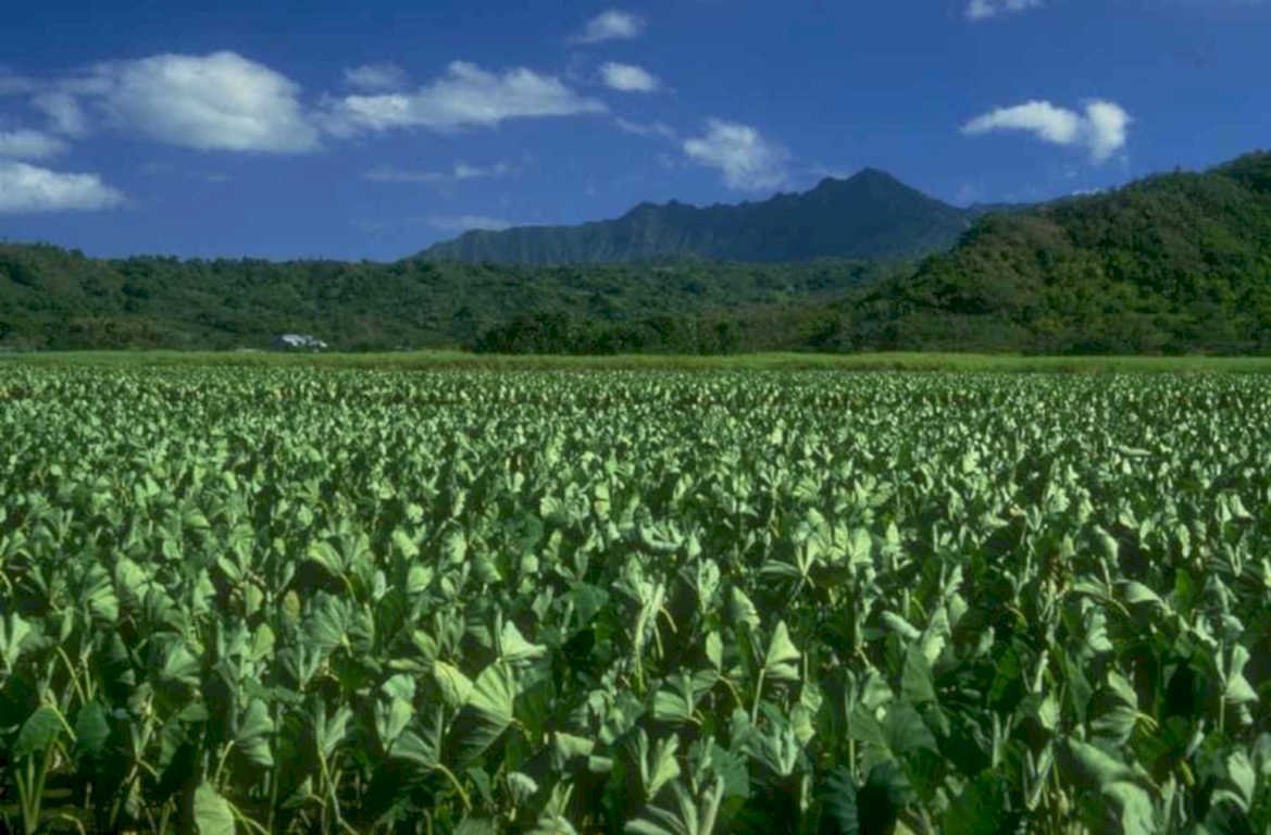 soybean hawaii oahu 1980s 1990s A4 Photo Print