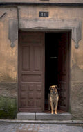 spain dog doorway 1980s 1990s A4 Photo Print