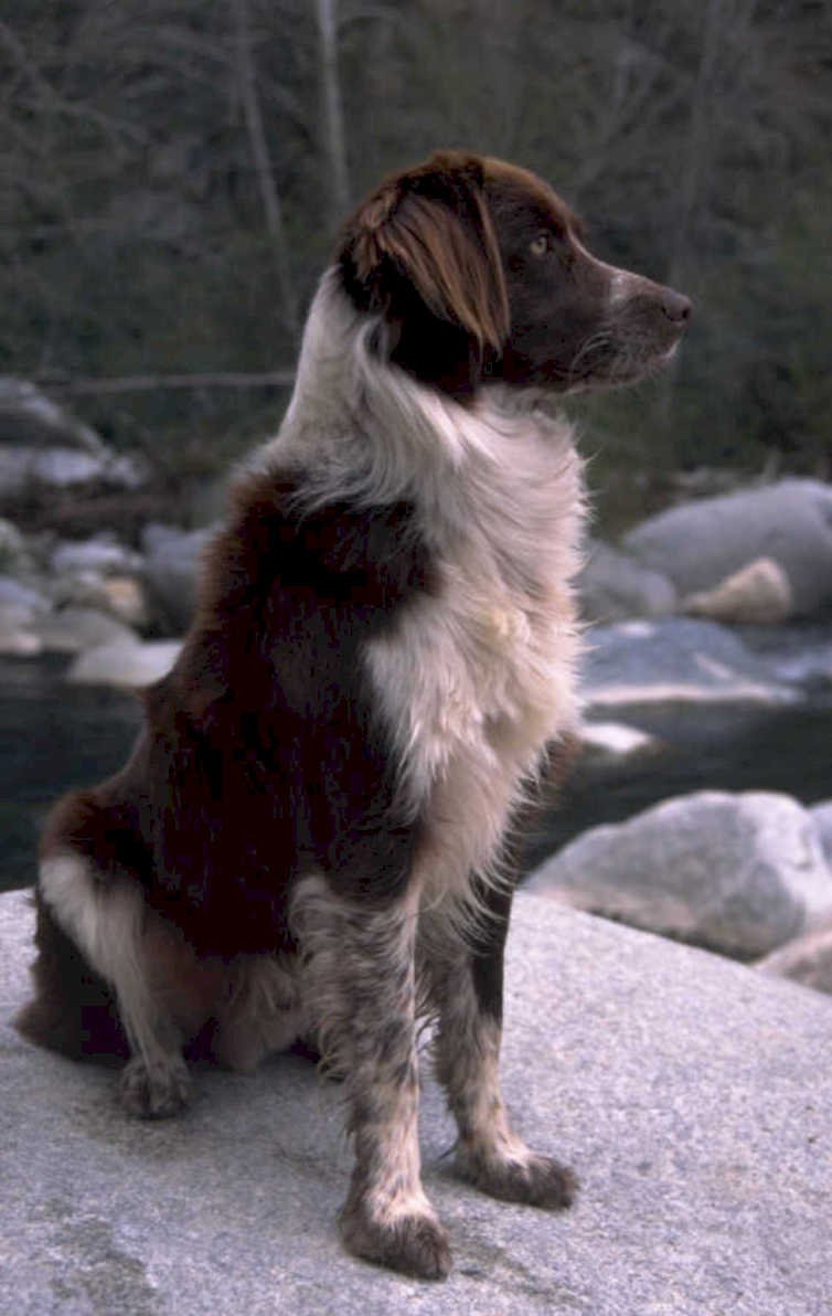 spaniel river dog 1980s 1990s A4 Photo Print