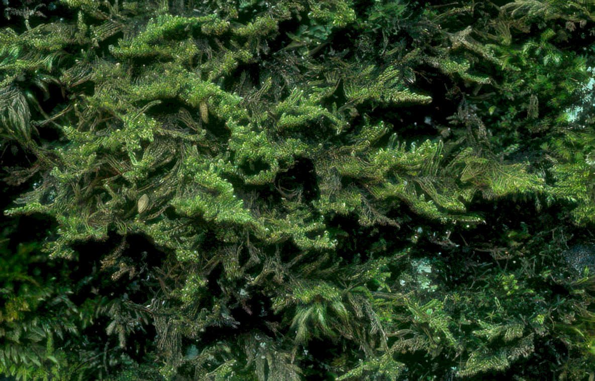 sphagnum moss texture Vintage A4 Photo Print