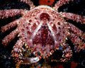 spider crab carapace1980s 1990s A4 Photo Print