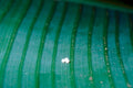 spider eggs leaf1980s 1990s A4 Photo Print