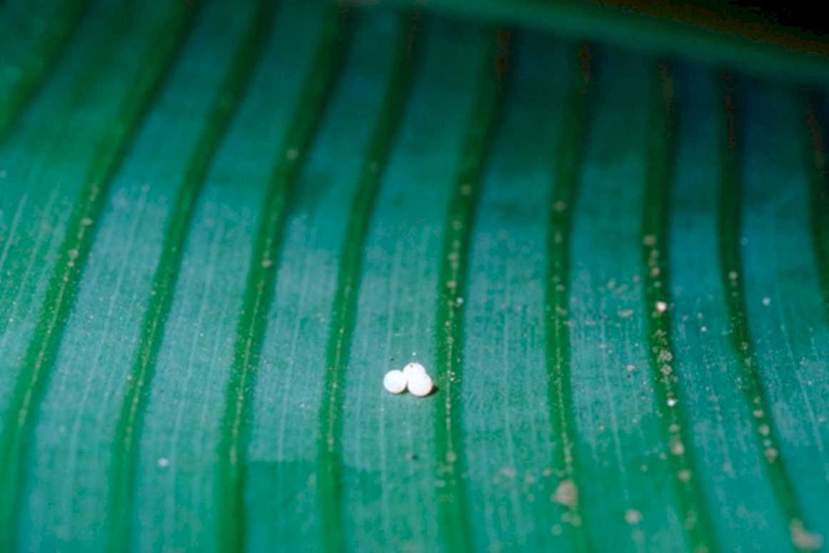 spider eggs leaf1980s 1990s A4 Photo Print
