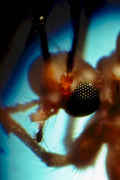 spider eye macro1980s 1990s A4 Photo Print