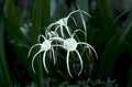 spider lily night1980s 1990s A4 Photo Print