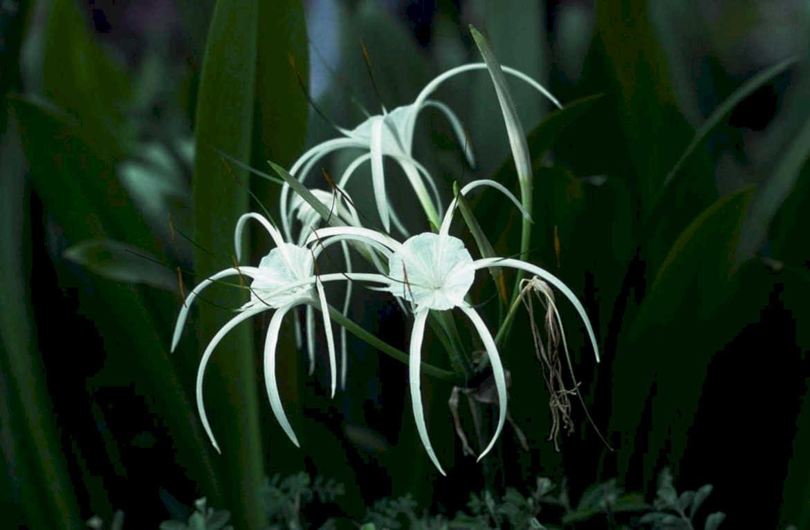 spider lily night1980s 1990s A4 Photo Print