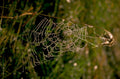 spiderweb dew evening 1980s 1990s A4 Photo Print