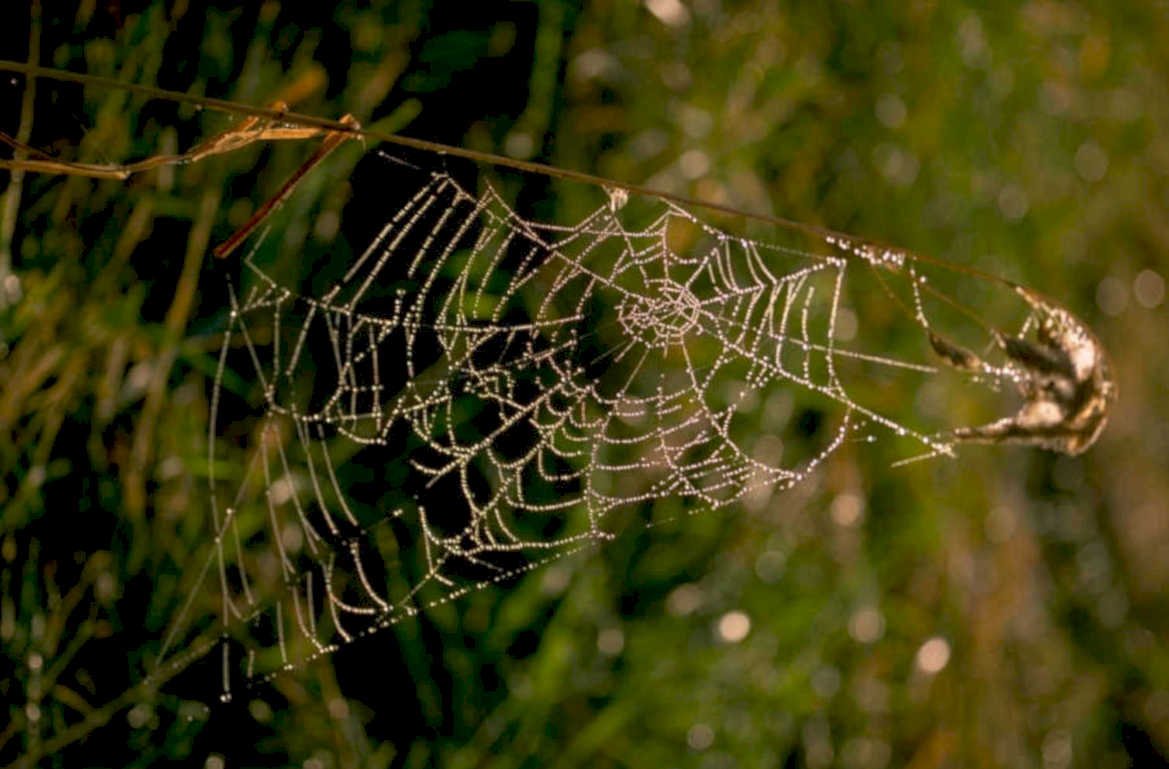 spiderweb dew evening 1980s 1990s A4 Photo Print