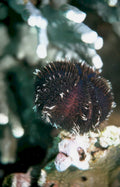spiky urchin kelp Vintage A4 Photo Print