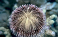 spiny urchin purple Vintage A4 Photo Print