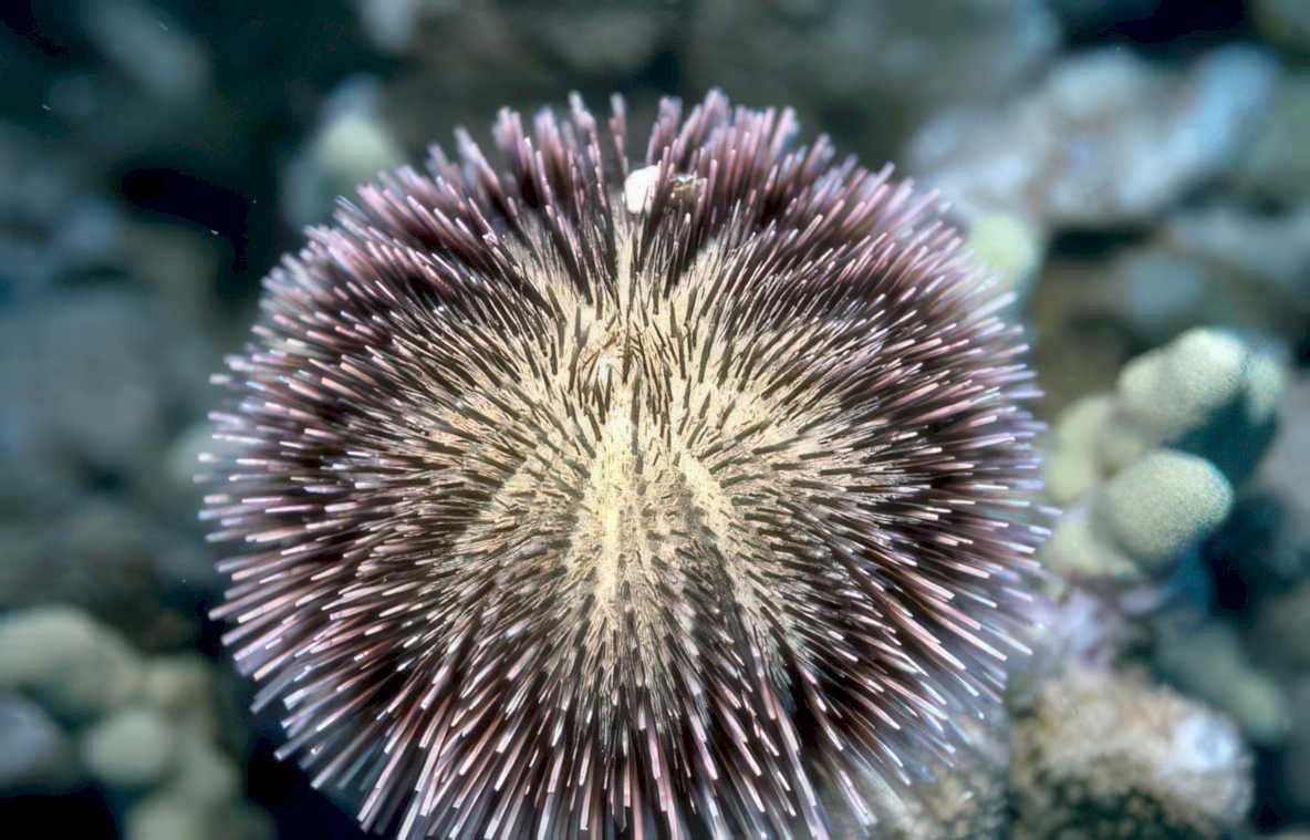 spiny urchin purple Vintage A4 Photo Print