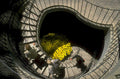 spiral staircase palm 1980s 1990s A4 Photo Print