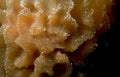 sponge red brown Vintage A4 Photo Print