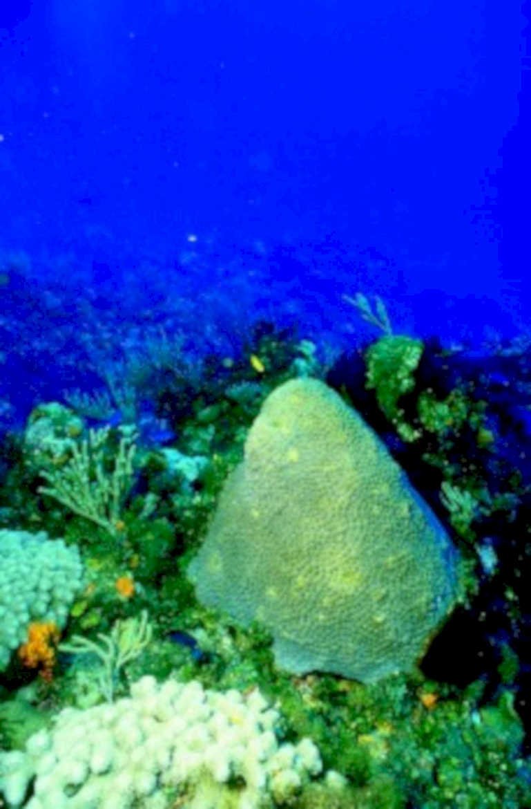 sponge reef fish1980s 1990s A4 Photo Print