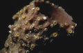 sponge tube feet Vintage A4 Photo Print