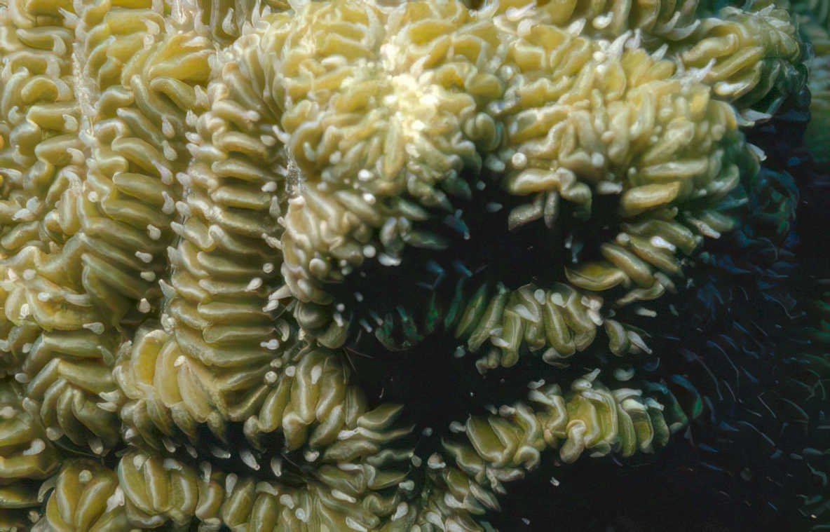 sponge underwater seafloor Vintage A4 Photo Print