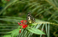 spotted butterfly flower Vintage A4 Photo Print