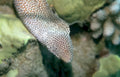 spotted eel reef Vintage A4 Photo Print