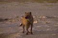 spotted hyena savanna 1980s 1990s A4 Photo Print