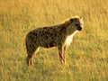 spotted hyena serengeti1980s 1990s A4 Photo Print