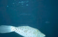 spotted pufferfish ocean Vintage A4 Photo Print