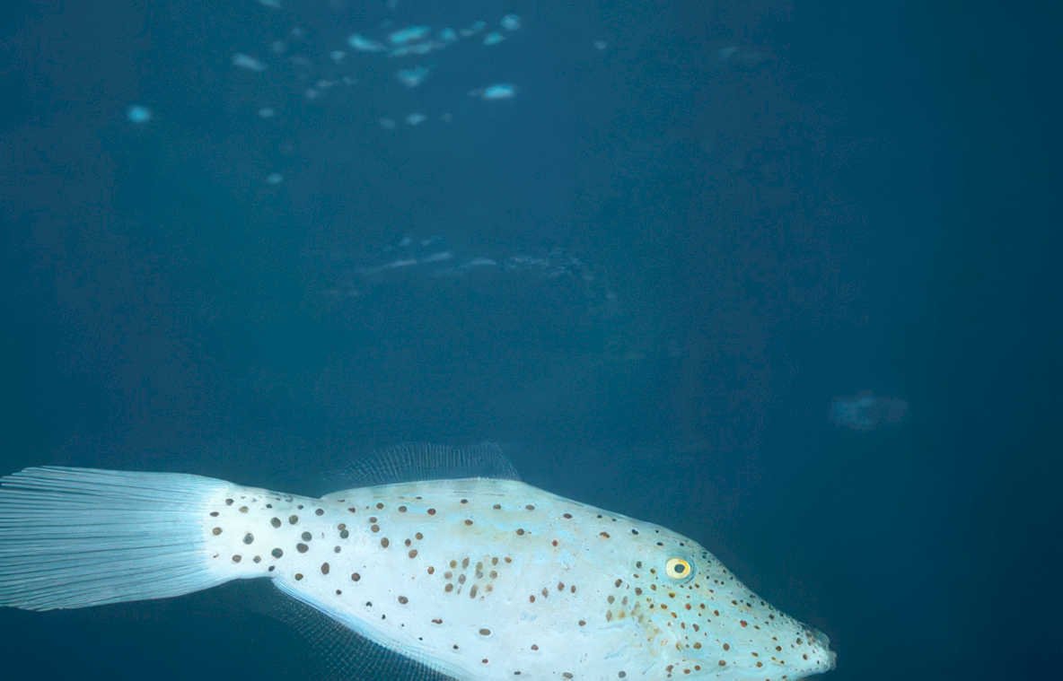 spotted pufferfish ocean Vintage A4 Photo Print