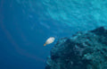 spotted pufferfish reef Vintage A4 Photo Print