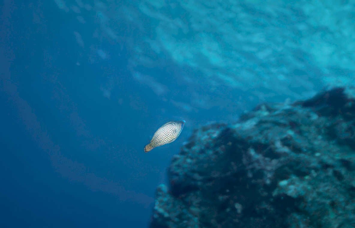 spotted pufferfish reef Vintage A4 Photo Print