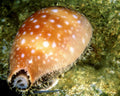 spotted snail shell1980s 1990s A4 Photo Print