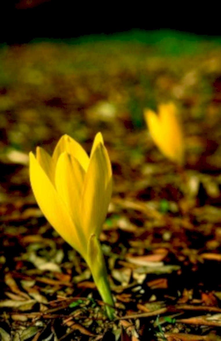 spring crocus flower1980s 1990s A4 Photo Print