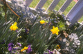 spring daffodils flowers 1980s 1990s A4 Photo Print