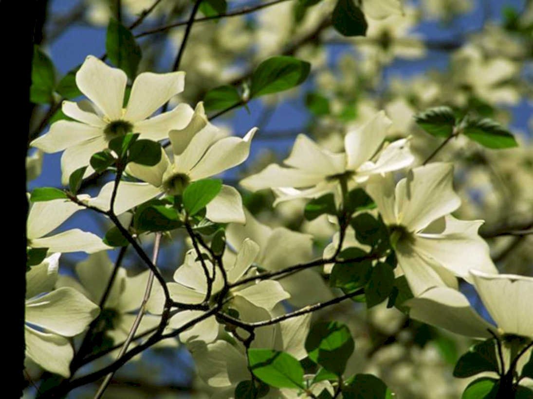spring dogwood blossoms1980s 1990s A4 Photo Print
