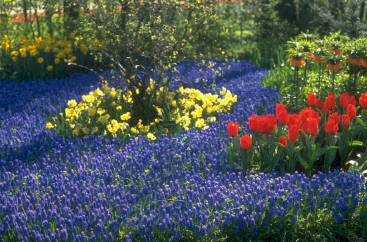 spring flower bed 1980s 1990s A4 Photo Print