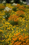 spring flowerbed mixed 1980s 1990s A4 Photo Print