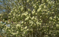 spring flowering tree Vintage A4 Photo Print