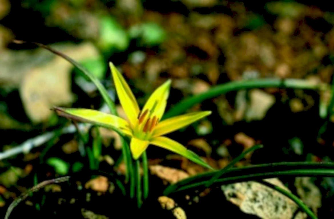 spring wildflower lily1980s 1990s A4 Photo Print